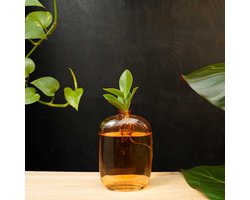 Santiago | Hydroponie | Muurdecoratie |Oranje glas |Clusia Princess