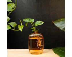 Santiago | Hydroponie | Muurdecoratie | Oranje glas |Monstera Adansonii