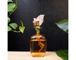 Santiago | Hydroponie | Muurdecoratie |Oranje glas |Syngonium Neon