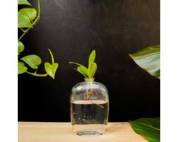 Santiago | Hydroponie | Muurdecoratie |Transparant glas |Clusia Princess