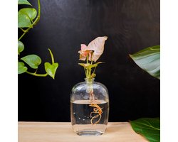 Santiago | Hydroponie | Muurdecoratie |Transparant glas |Syngonium Neon