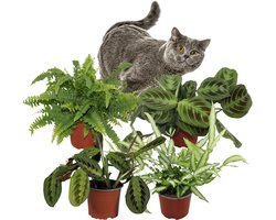 Schaduwplanten – Set van 4 Kamerplanten – Maranta Tricolor, Maranta Shadow, Pteris Albolineata & Nephrolepis Green Lady – 25–35 cm – Pot 12 cm