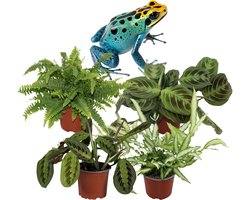 Schaduwplanten – Set van 4 Kamerplanten – Maranta Tricolor, Maranta Shadow, Pteris Albolineata & Nephrolepis Green Lady – Binnenplanten – 25–35 cm – Pot 12 cm