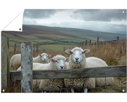 Schapen in open landschap - Schapen posters - Tuinmuurdecoratie dieren - Realistische kunst - Tuinaccessoires - Tuin decoratie muurdecoratie - tuinposter 60x40 cm