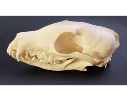 Schedel vos (geen replica)