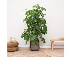 Schefflera Amate - 200cm