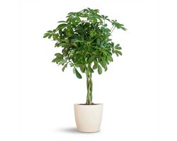 Schefflera Arab Nora met Potter wit - 70cm - Ø21