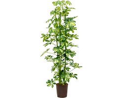 Schefflera gold capella 3pp hydrocultuur plant