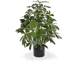 Schefflera kunstplant 50cm - UV bestendig
