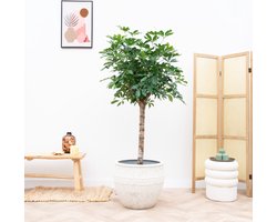 Schefflera op stam - 170cm