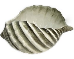 Schelp schaal groot gedraaid wit bruin 26x20 h13 | Wijnkoeler | Decoratie | Fruitschaal | Bloempot klein bruin wit 20 x 18 cm | SP03 | Piccobella