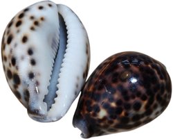 Schelpen 5x Tijger schelp - decoratie schelp - Cypraea Tigris - handgemaakte sieraden - zomer decor - nautische decoratie - beachy vibes