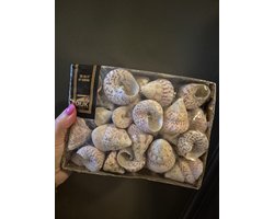 Schelpen-doos-natural