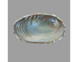 schelpen schaal schelp schelpen schaal schelp schelpendoos schelpendoosje schelpen bakje schelpen decoratie schelp schelpen