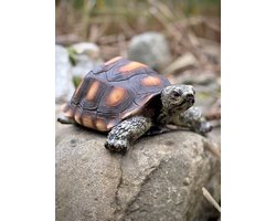 Schildpad small (ESS) 5,9 cm hoog - levensecht - polyester - polystone - beeld - tuinbeeld - hoogkwalitatieve kunststof - decoratiefiguur - interieur - accessoire - voor binnen - voor buiten - cadeau - geschenk