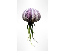 Schitterende Jellyfish luchtplant met een grote rode zee-appel/Tillandsia/airplant/luchtplantje/Caput Medusae/kamerplant/zeeegel/hangplant/interieur/kadotip/watgeefikcadeau/woonidee/huiskamer/eigenhuisentuin/luchtplantje/origineel cadeau/kerstkado
