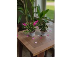 Schlumbergera lidcactus roze/paars| Prachtige bloeiende cactus | Kerstcactus | set 2 stuks | 13 cm pot 15 cm hoogte