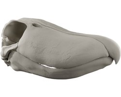 Schoenbekooievaar Schedel - Bot - 29cm Dieren Schedel Decoratie Replica - Anatomisch Model - Ethisch Shoebill Skull