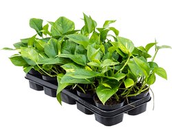 Scindapsus Aureum S | Drakenklimop