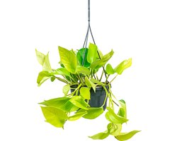 Scindapsus Golden Pothos | Drakenklimop