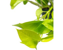 Scindapsus Golden Pothos S | Drakenklimop