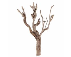 Seringenhout | terrarium klimhout en natuurlijke decoratie 40-50 CM
