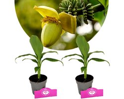 Set van 2 Bananenplanten - Musa Basjoo - Japanse vezelbanaan - Hoogte 50cm - 9cm pot