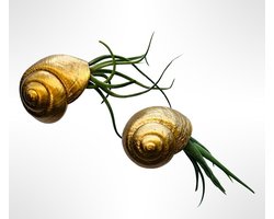Set van 2 Nautilus-luchtplantjes met Snail Pearl schelpen goud/Tillandsia/luchtplant/airplant/Bromelia/kamerplant/plant/kadotip/watgeefikcadeau/hangplant/woonidee/interieur/huisinrichting/moederdag/vaderdag/makkelijke plant/eigenhuisentuin/valentijn