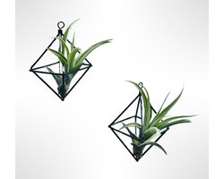 Set van 2 stevige zwartmetalen kubushangers met een Tillandsia Capitata/Tillandsia/luchtplant/airplant/kamerplant/plant/kadotip/watgeefikcadeau/hangplant/woonidee/interieur/huisinrichting/herfst/kerst/kadotip/sinterklaas/feestdagen/kerstcadeau