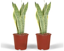 Set van 2 stuks, Vrouwentong, Goudrandplant, Zwaardvormig Donkergroen Blad met Gele Rand Sansevieria Laurentii - 40cm - ø14