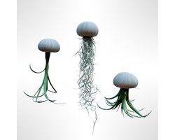 Set van 3 Jelly-Fish met taupe-kleurige zee-egels en verschillende luchtplanten/creatief/Tillandsia/kamerplant/plant/hangplant