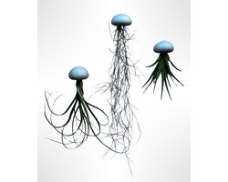 Set van 3 Jelly Fish met zilveren zee-egels en Spaans mos/hangplant/makkelijke kamerplant/airplants/kamerplant