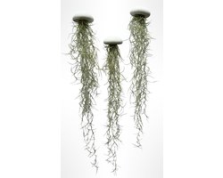 Set van 3 Jellyfish Luchtplantjes – Witte Alfonso Zee-Egels met Spaans Mos – Handgemaakte Hangende Decoratie – Inclusief Tillandsia – Trendyairplants