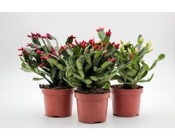 Set van 3 Paascactus Rhipsalidopsis – Rood, Oranje & Wit – Lidcactus in 8,5cm pot – Het voorjaar in huis