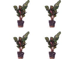 Set van 4 Pauwenplantjes - Calathea Makoyana - Perfect voor Terrarium of Kamer - Potmaat Ø 6 cm