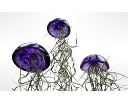Set van drie glazige Jellyfish luchtplanten paars/kleur/airplants/luchtplantje/handgemaakt