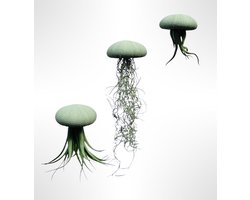 Set van drie Jellyfish luchtplanten met zachtgroene Alfonso zee-egels en verschillende luchtplanten/kamerplant/airplants