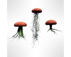 Set van drie Jellyfish luchtplantjes met Terracottakleurige Alfonso zee-egels en verschillende Tillandsia luchtplanten/kamerplant/makkelijke plant/airplant