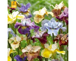 Siberische iris (Iris Sibirica) - Peacock Mix – Siberische Lis - Bijen-Vlinders - Geurend - Snijbloemen - Vaste planten - Winterbloeiers
