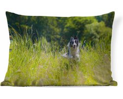 Sierkussens - Kussen - Een sprintende border collie in het hoge groene gras - 60x40 cm - Kussen van katoen