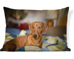 Sierkussens - Kussen - Teckel die op een bed ligt - 60x40 cm - Kussen van katoen