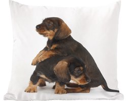 Sierkussens - Kussentjes Woonkamer - 40x40 cm - Studio foto van twee lieve Teckels