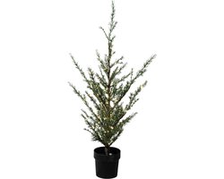 Sirius Kerstboom Kleine