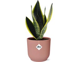 Slangenplant, Schoonmoederstong, Zwaardvormig Donkergroen Blad met strepen, Sansevieria Futura Superba in ELHO Vibes Fold 14cm