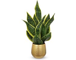SnelShoppen - Kunstmatige Slangenplant 45,7 cm - Faux Sansevieria met Gouden Pot - Decoratieve Kunstplanten voor Woonkamer, Keuken, Slaapkamer en Badk