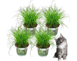 SnootieSnacks - Cyperus - Kattengras - 4 stuks - Ø 12 cm - Hoogte: 25-30 cm - Plant - Kamerplant - Diervriendelijk