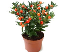 Solanum pseudocapsicum (oranjeboompje) | 27 cm hoog | In 12 cm pot | Sierplant met oranje bessen