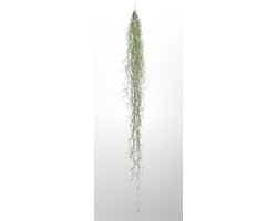 Spaans Mos XXL (100 cm) – Tillandsia Usneoides – Grote Hangende Luchtplant – Onderhoudsarme Groene Decoratie – Trendyairplants