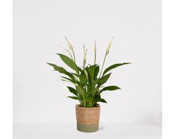 Spathiphyllum in siermand Amber Groen – witte kamerplant – luchtzuiverende lepelplant - ↕35-50cm – Ø13 – geleverd met plantenpot – vers uit de kwekerij