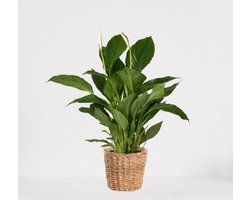 Spathiphyllum in siermand Amber Grof – witte kamerplant – luchtzuiverende lepelplant - ↕60-75cm - Ø18 – geleverd met plantenpot – vers uit de kwekerij